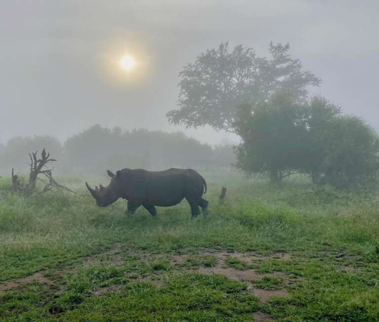 Southern African Safari Rhino Walking Safari