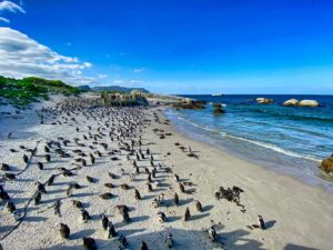 Day Tour To Visit The Penguins Boulders Beach Simons Town